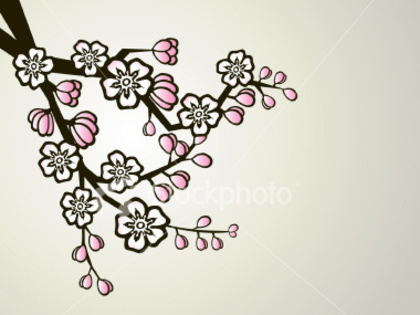 ist2_3433726-cherry-tree - poze cherry blossom