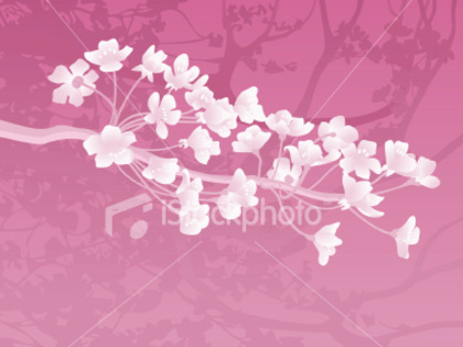 ist2_3512043-cherry-blossom-branch - poze cherry blossom