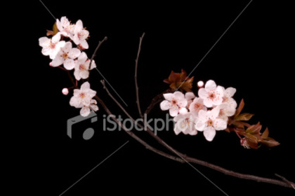 ist2_3742524-spring-flowers - poze cherry blossom