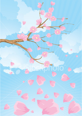 ist2_5456237-sakura-blossom - poze cherry blossom