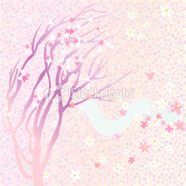 ist2_8374317-early-spring - poze cherry blossom