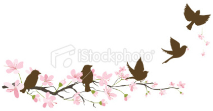 ist2_8630545-sparrows-cherry-blossoms - poze cherry blossom