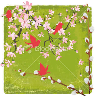 ist2_8676793-cherry-blossoms-and-pussywillows - poze cherry blossom