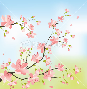 ist2_9009290-sakura-tree-in-bloom - poze cherry blossom