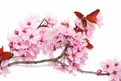 ist2_9134441-cherry-blossoms-closeup - poze cherry blossom