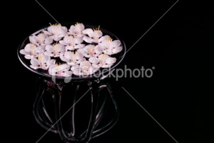 ist2_9367129-flowers-and-vase - poze cherry blossom