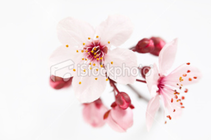 ist2_12416650-cherry-blossoms - poze cherry blossom