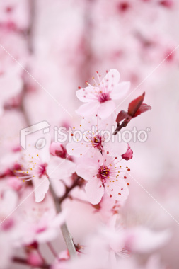 ist2_12416800-cherry-blossoms-xxxl - poze cherry blossom