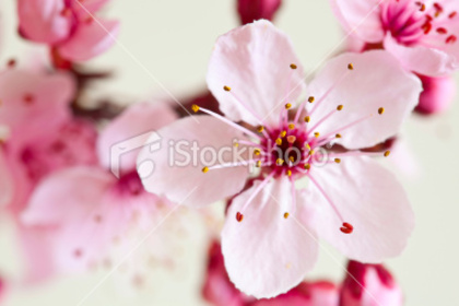 ist2_12416859-cherry-blossoms - poze cherry blossom