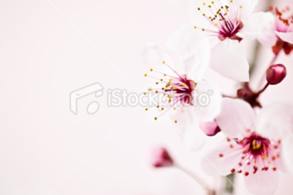 ist2_12423919-sakura-cherry-blossom - poze cherry blossom
