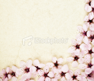 ist2_12496768-sakura-blossom-corner - poze cherry blossom