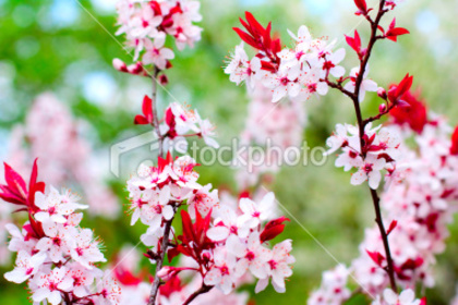 ist2_12906370-cherry-tree-blossoms - poze cherry blossom