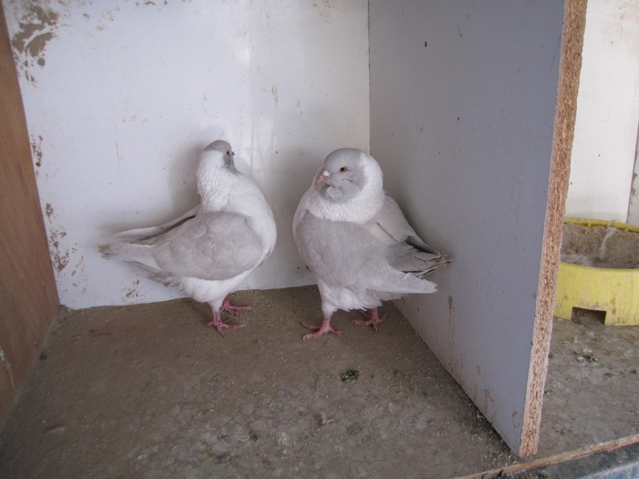 STA_0094 - pigeons