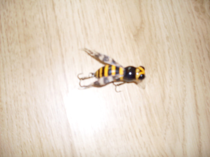 SDC10338; BONDAR pt dl. clean
