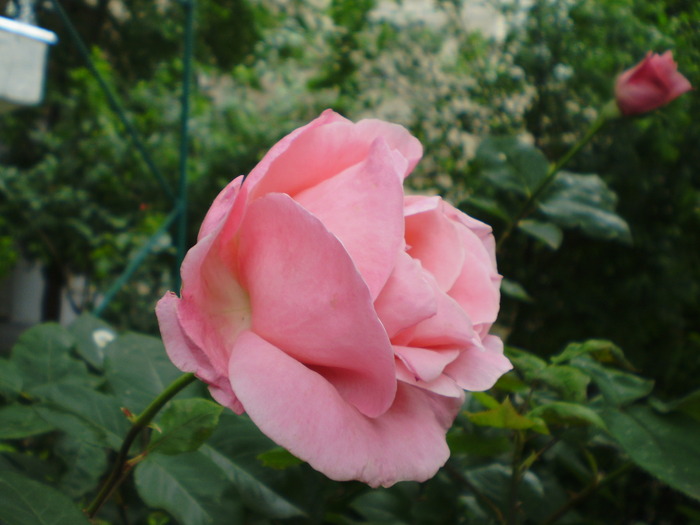 FLORI in gradinita blocului - FLORI