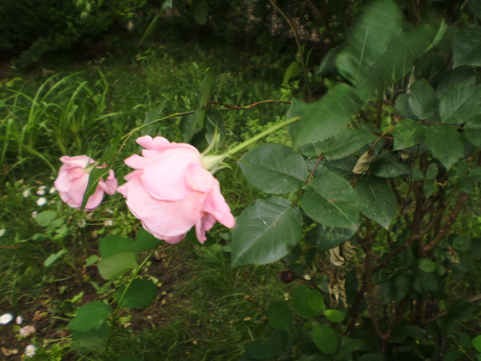 FLORI in gradinita blocului - FLORI