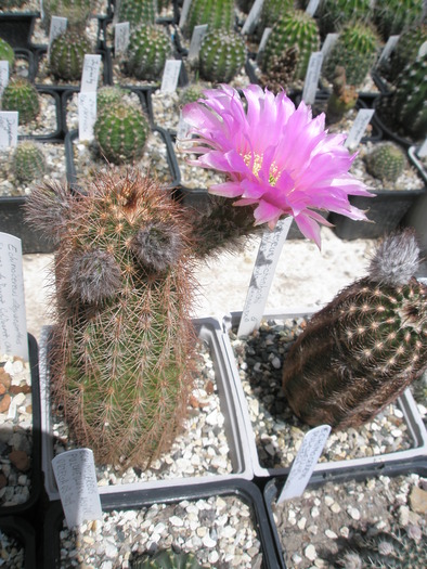 Echinocereus reichenbachii v. baileyi - 23.05 - Echinocereus