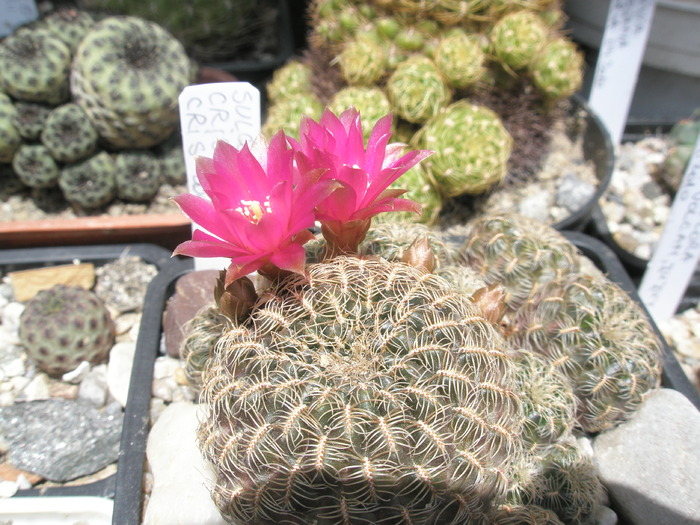 Sulcorebutia crispata