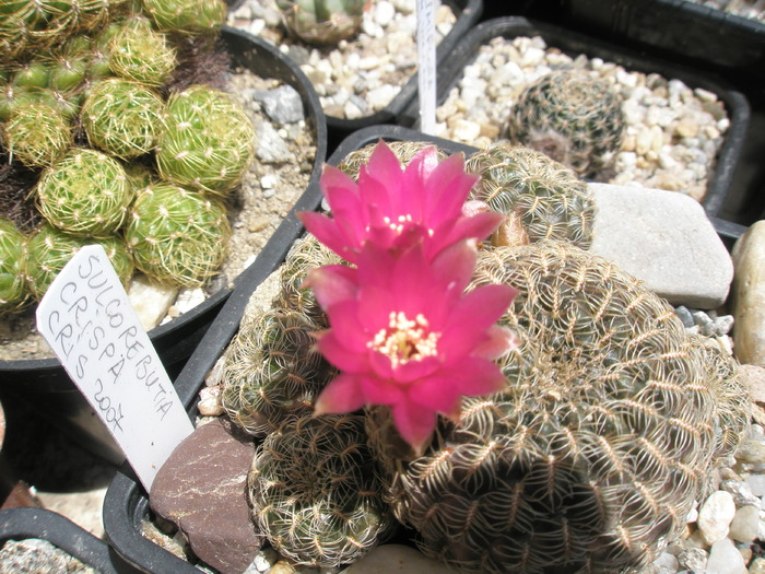 Sulcorebutia crispata - 23.05 - Sulcorebutia