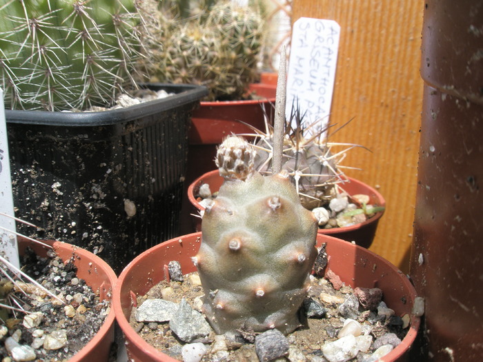 Thephocactus articulatus v. inermis