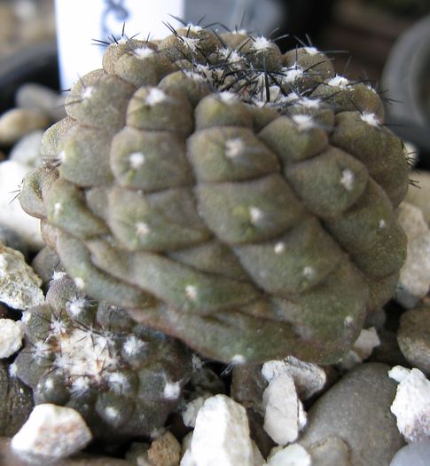 Copiapoa hypogaea