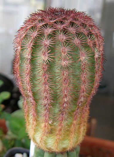 Echinocereus pectinatus v. rubrispinum - Echinocereus