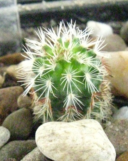 Echinocereus viridiflorus Blum Manzano Mts. - Echinocereus