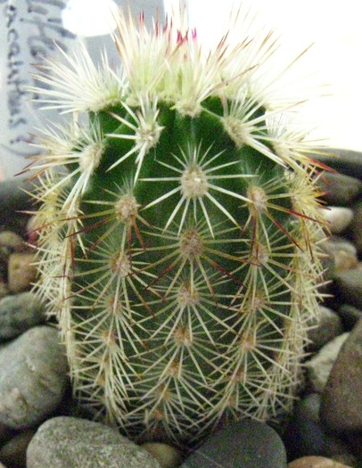 Echinocereus viridiflorus v. cylindricus SB 1040 Lincoln Co. - Echinocereus