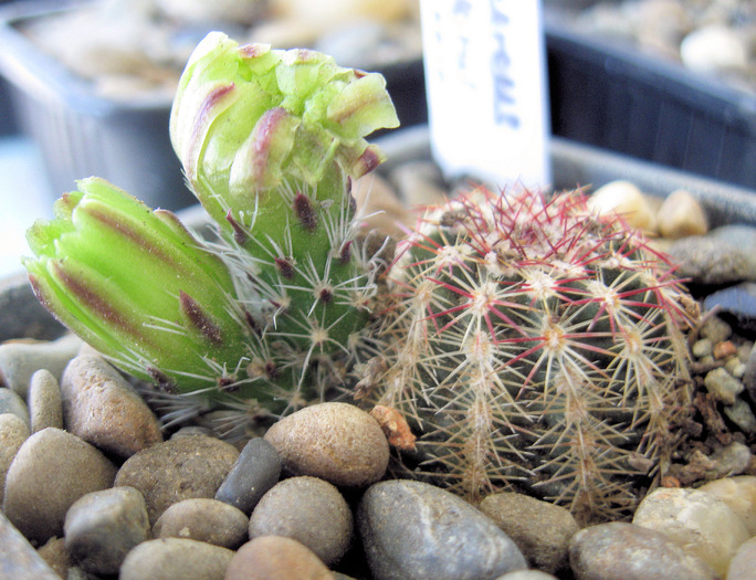 Echinocereus viridiflorus-boboc - Echinocereus