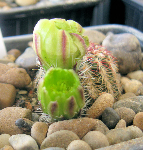 Echinocereus viridiflorus-boboc - Echinocereus