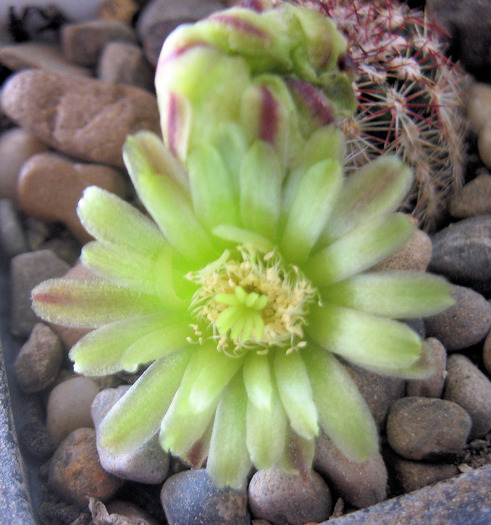 Echinocereus viridiflorus-floare - Echinocereus