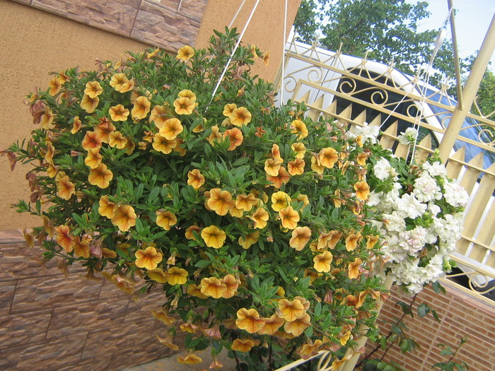 23 mai 012 - FLORI 2010