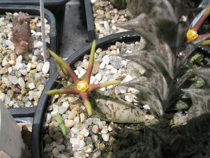 Orbea wissmannii ssp. eremastrum - floare - Caralluma