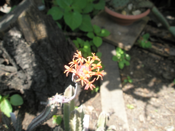 Senecio stapeliformis - floare