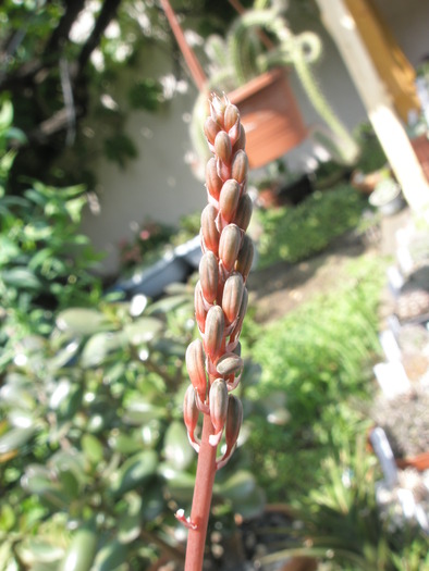 Gasteria decipiens - floare - Gasteria