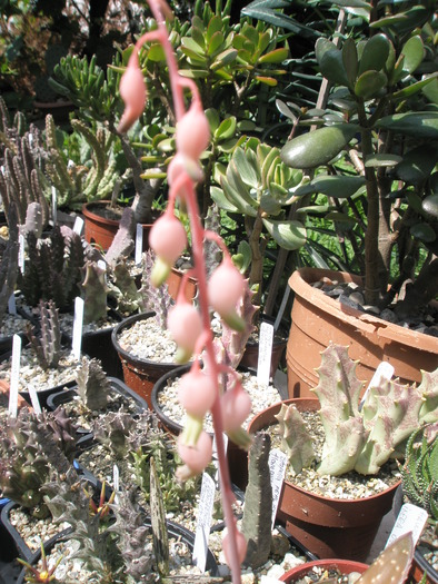 Gasteria liliputana f. variegata - floare - Gasteria