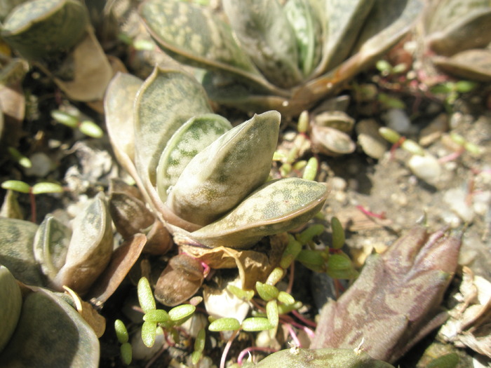 Gasterii pitice - Gasteria