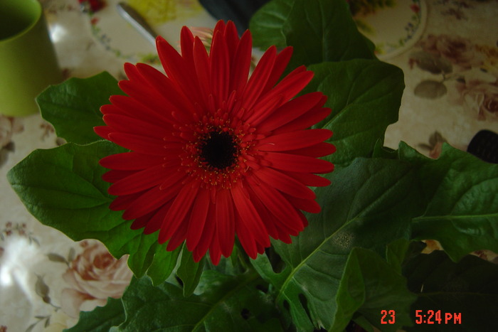 gerbera - flori de camera 2010