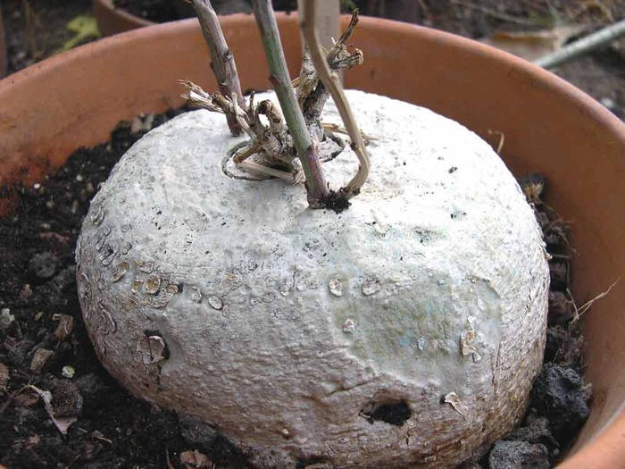 Adenia digitata - Caudex Plante cu caudex