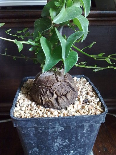 Dioscorea mexicana - Caudex Plante cu caudex