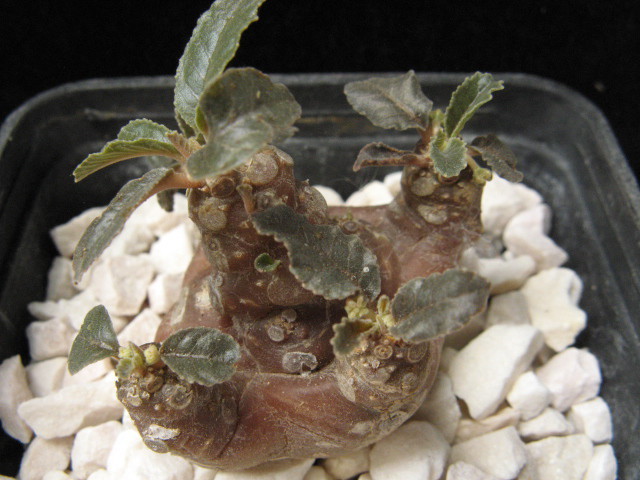 Dorstenia foetida - Caudex Plante cu caudex