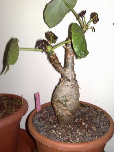 Jatropha - Caudex Plante cu caudex