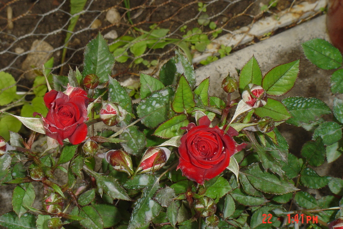 poze noi 022 - trandafiri mini rosa