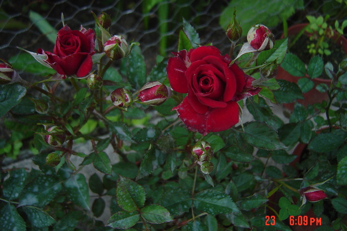 poze noi 035 - trandafiri mini rosa