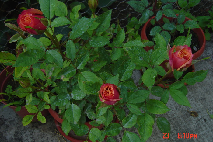 poze noi 036 - trandafiri mini rosa