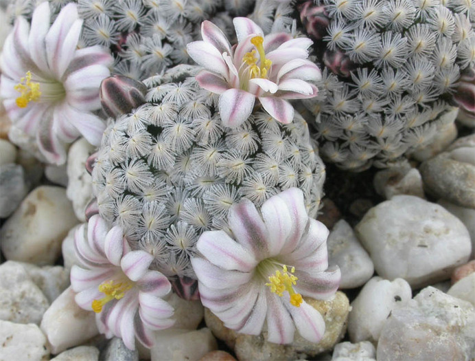 Mammillaria sanchez mejoradae - CACTACEAE - diverse specii si genuri