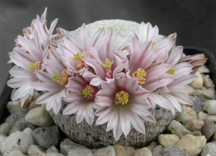 Mammillaria pectinifera - Solisia - CACTACEAE - diverse specii si genuri
