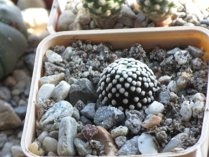 M luethyi - CACTACEAE - diverse specii si genuri