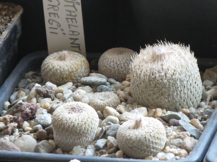Epithelantha greggii - CACTACEAE - diverse specii si genuri