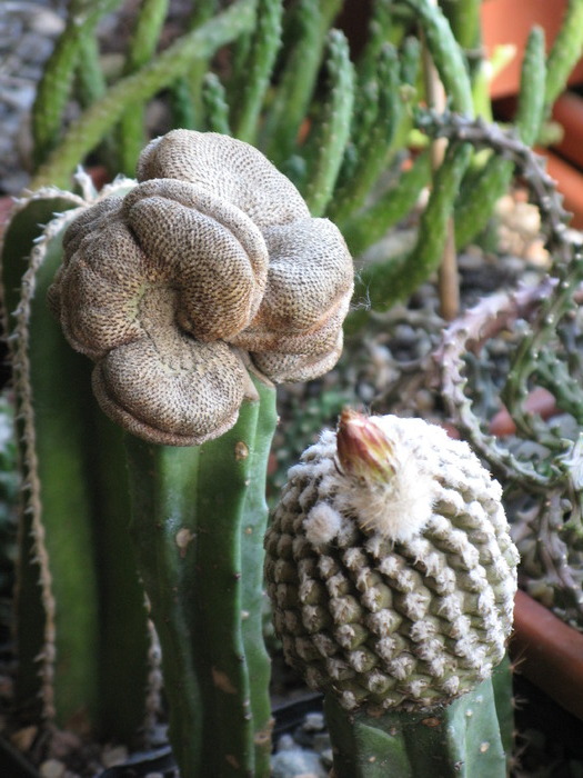 IMG_9709 - CACTACEAE - diverse specii si genuri